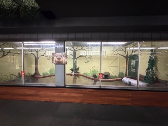 asian small clawed otter exhibit