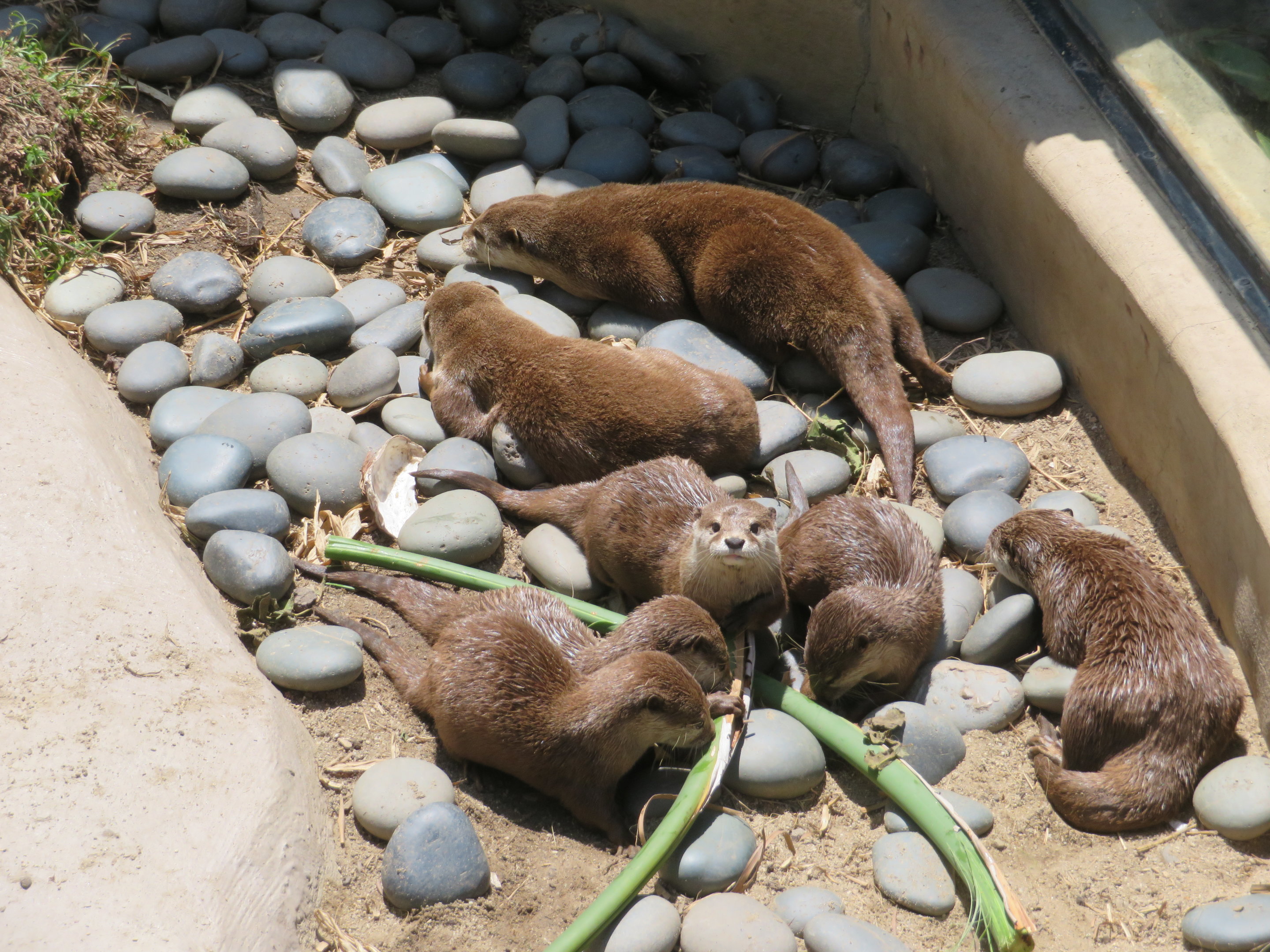 Asian Small-clawed Otter Family
