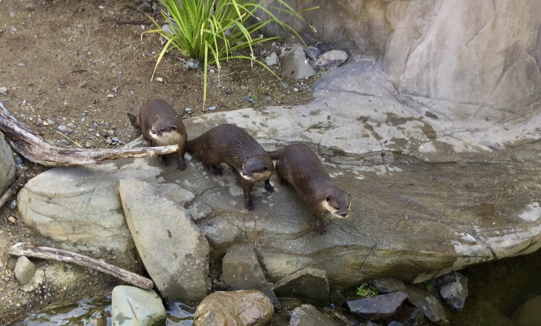 Asian Small-clawed Otter Family