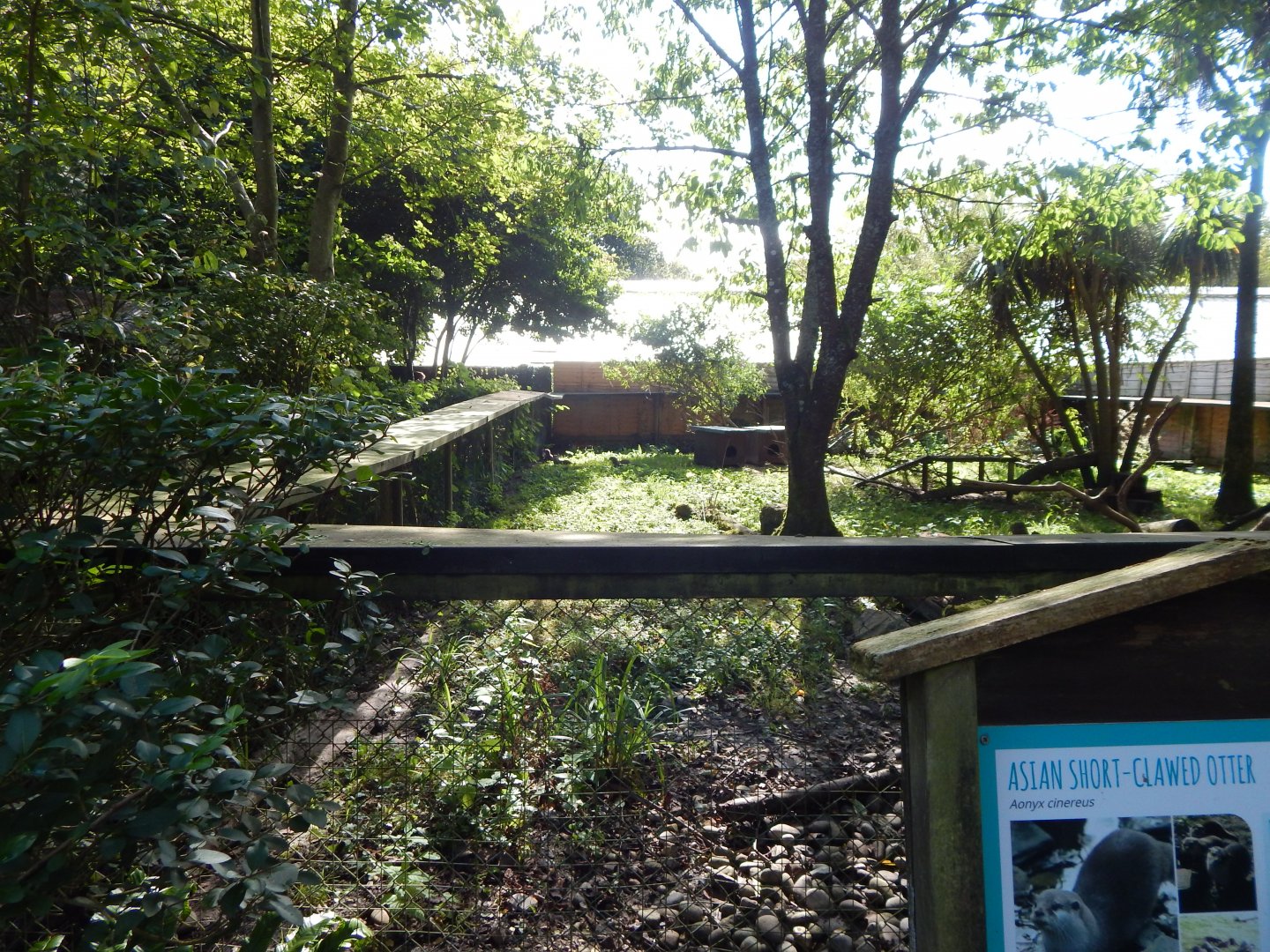 Asian small-clawed otter habitat 130924