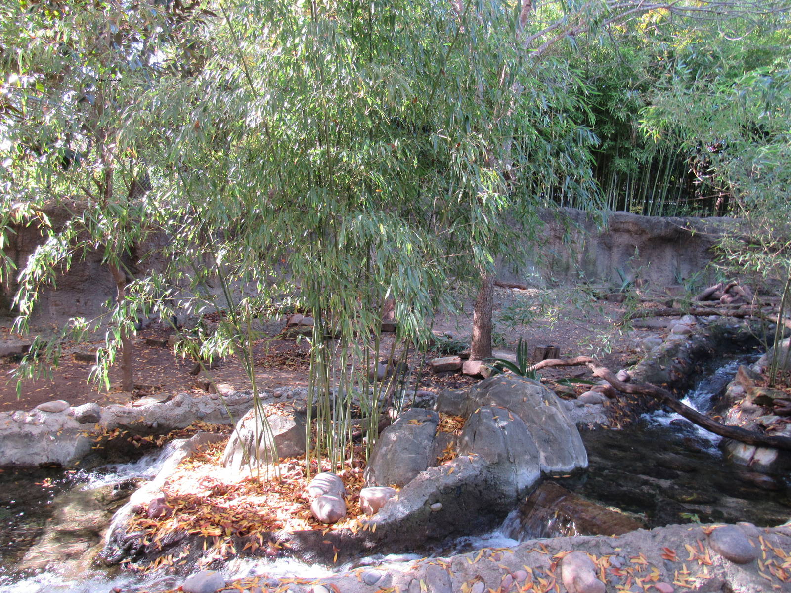 Asian Small Clawed Otter Habitat