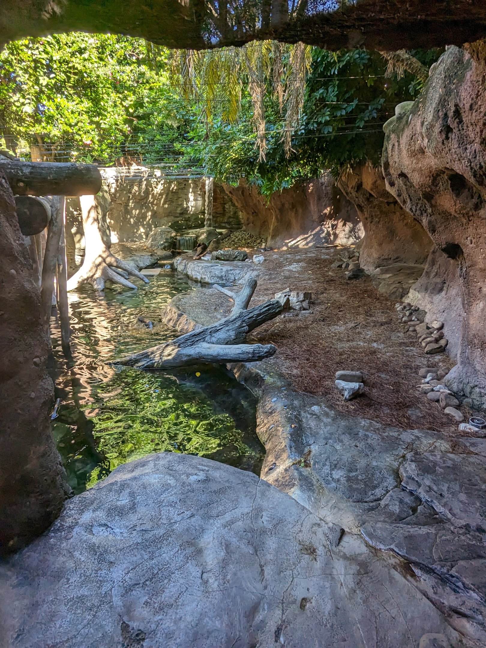 Asian small clawed otter habitat