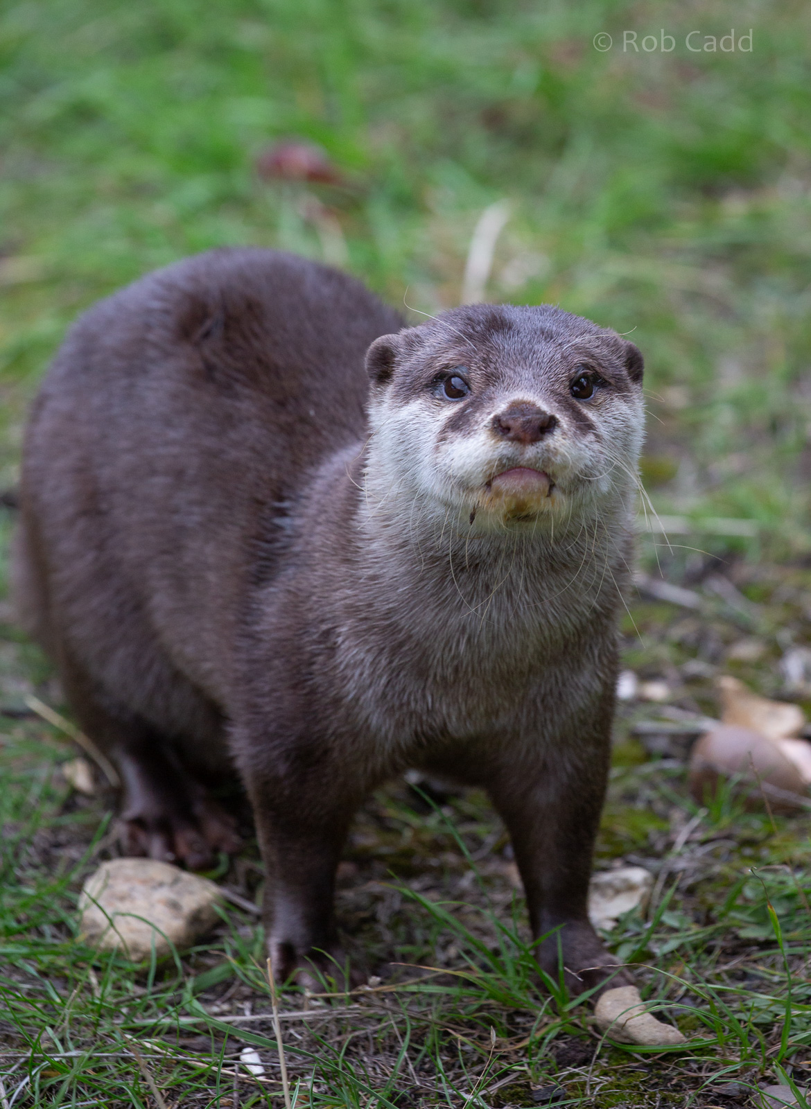 Asian small-clawed otter : Hamerton : 08 Sep 2018