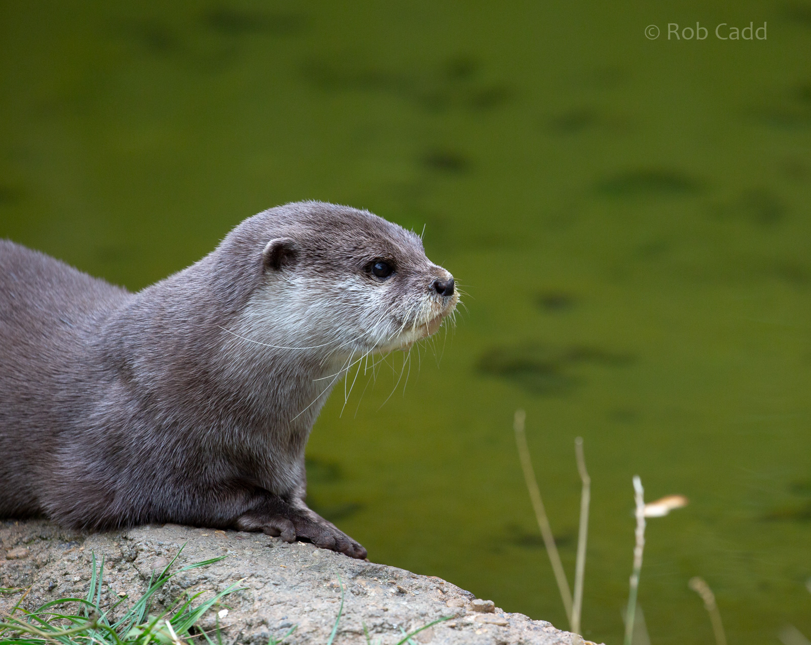 Asian small-clawed otter : Hamerton : 08 Sep 2018