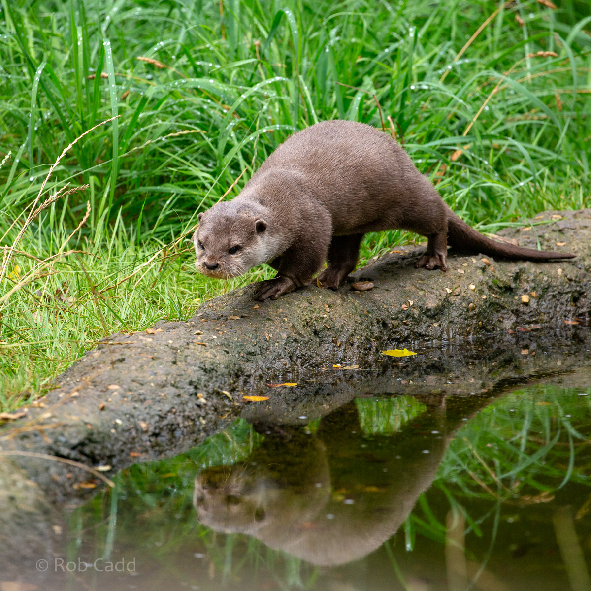 Asian small-clawed otter : Hamerton : 16 Aug 2020