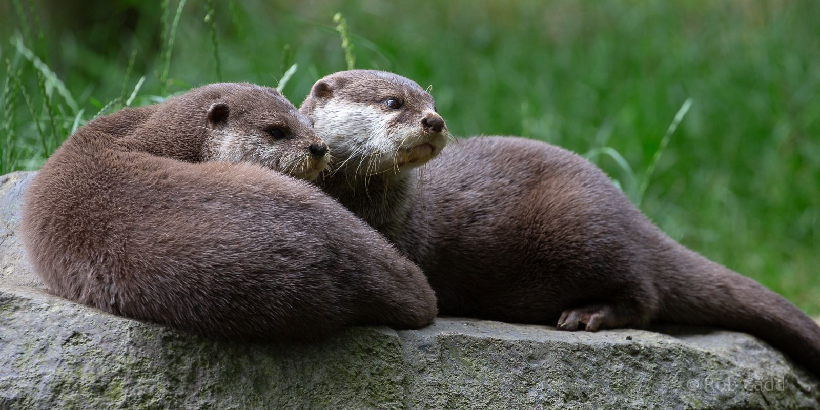 Asian small-clawed otter : Hamerton : 28 Jun 2020