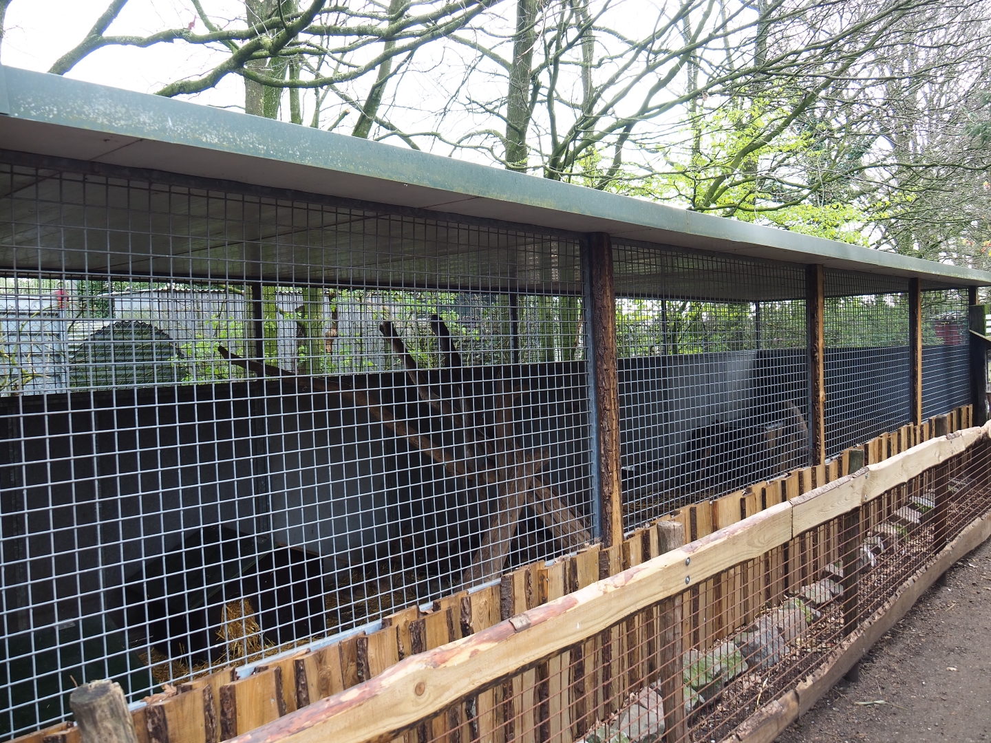 Asian small-clawed otter holding, 2019-04-06