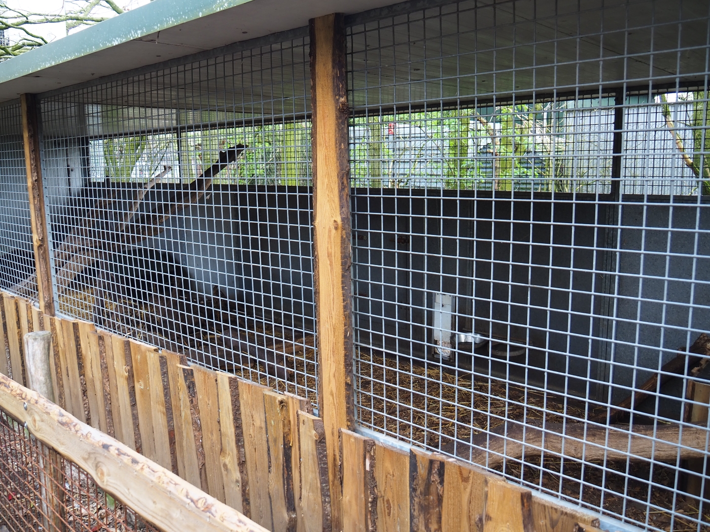 Asian small-clawed otter holding, 2019-04-06