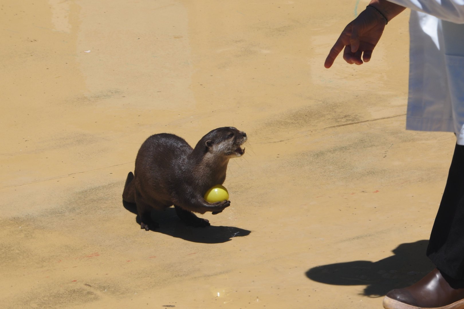 Asian small-clawed otter in show