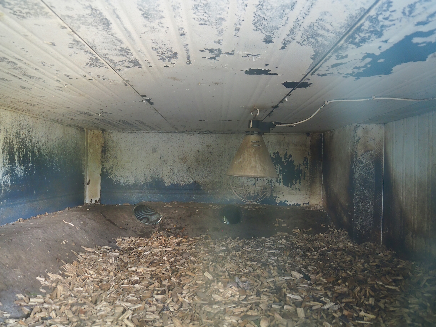 Asian small-clawed otter indoor den, 2023-06-24