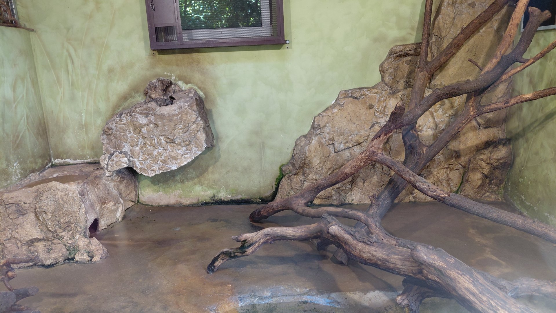 Asian small-clawed otter indoor exhibit