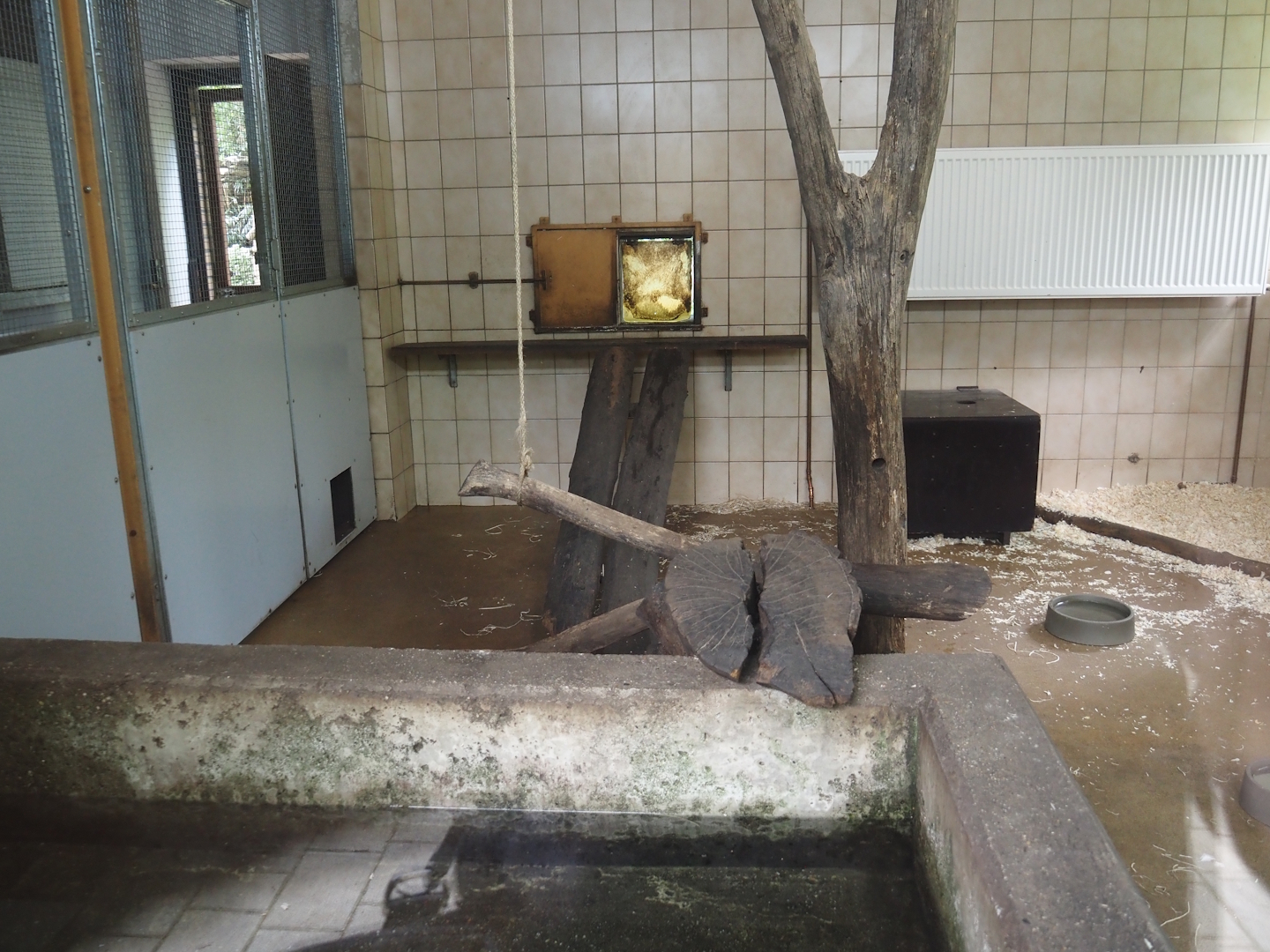 Asian small-clawed otter indoor housing, 2025-05-22