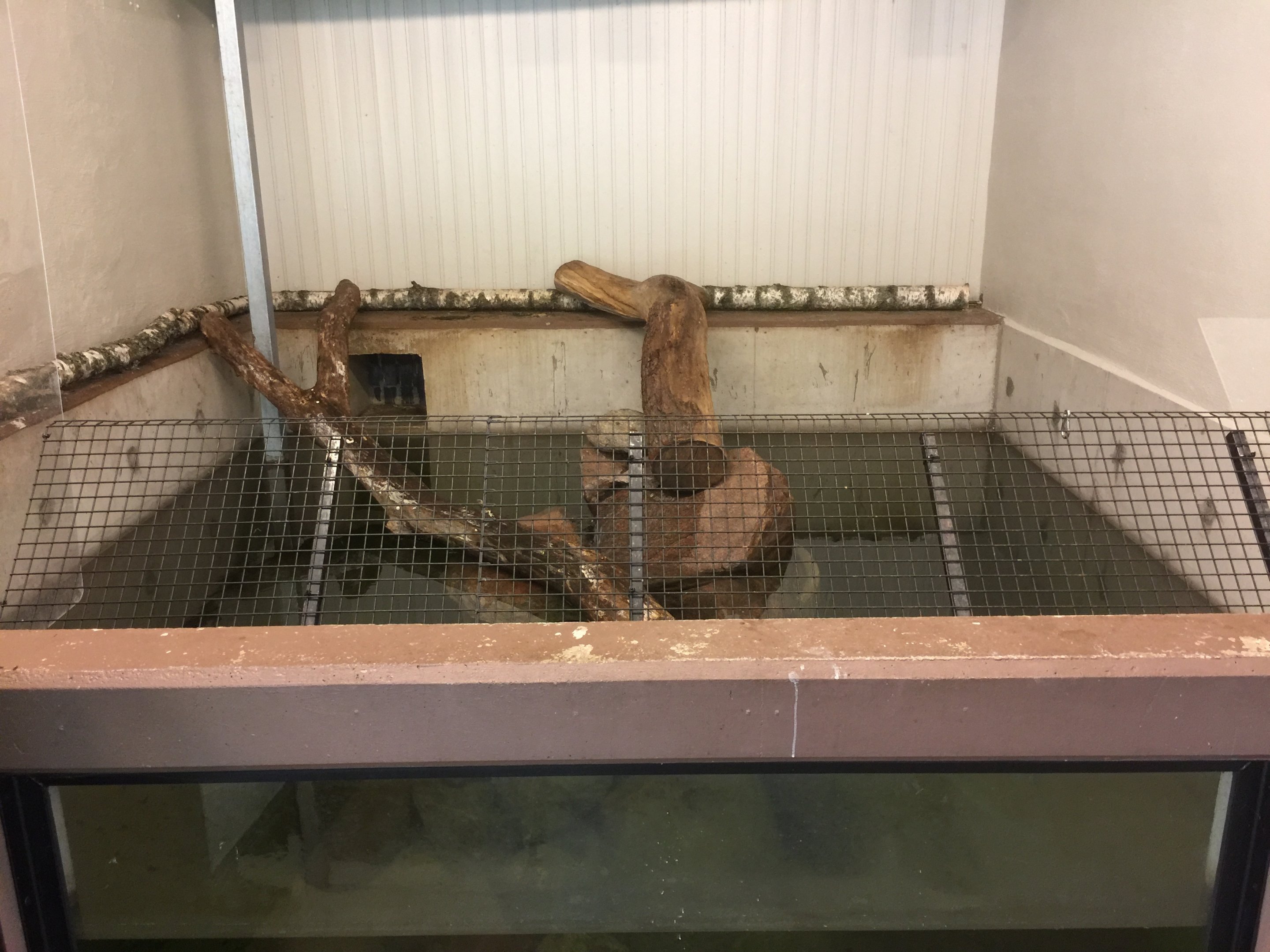 Asian small-clawed otter indoor pool.