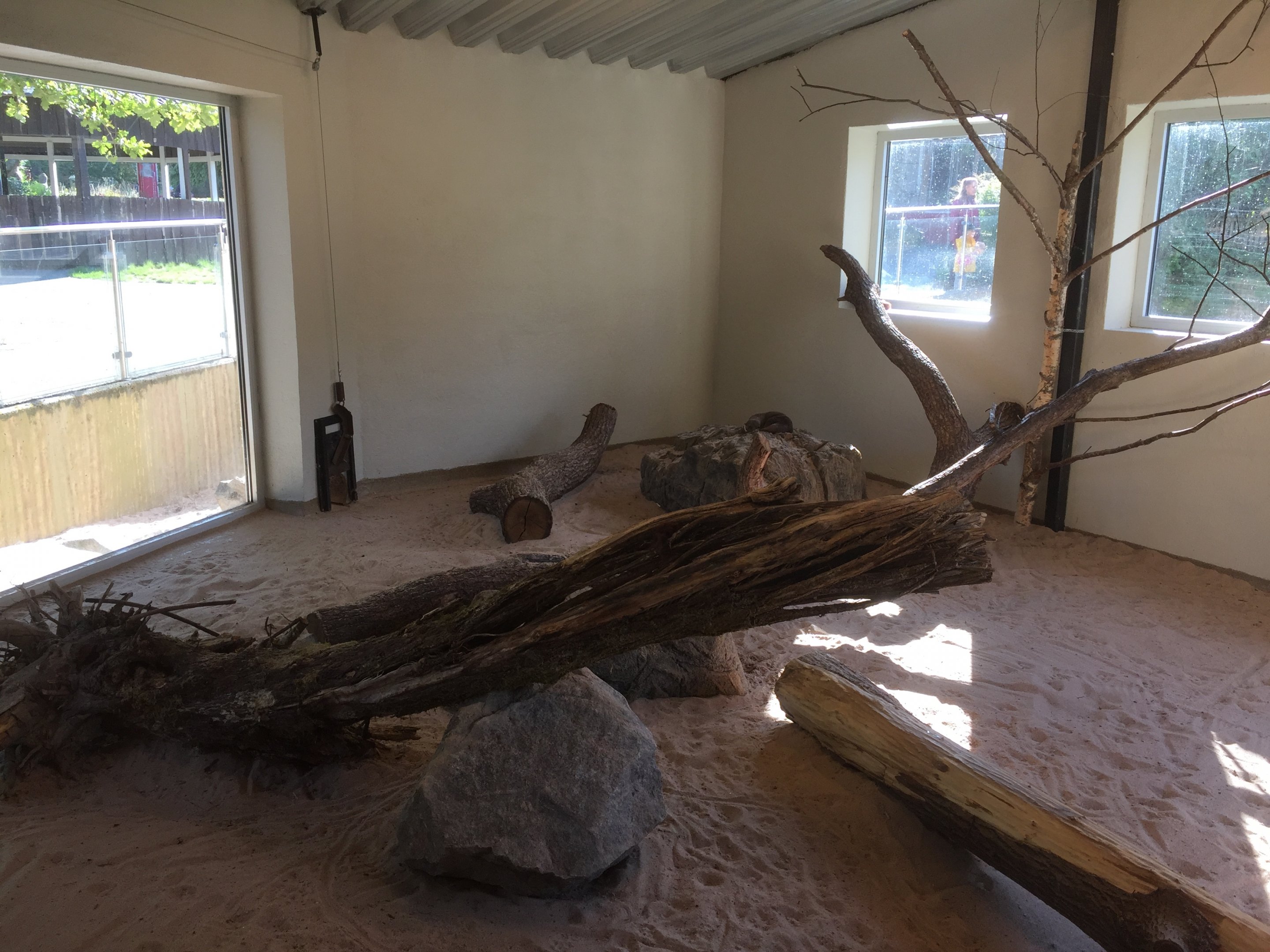 Asian small-clawed otter indoors.