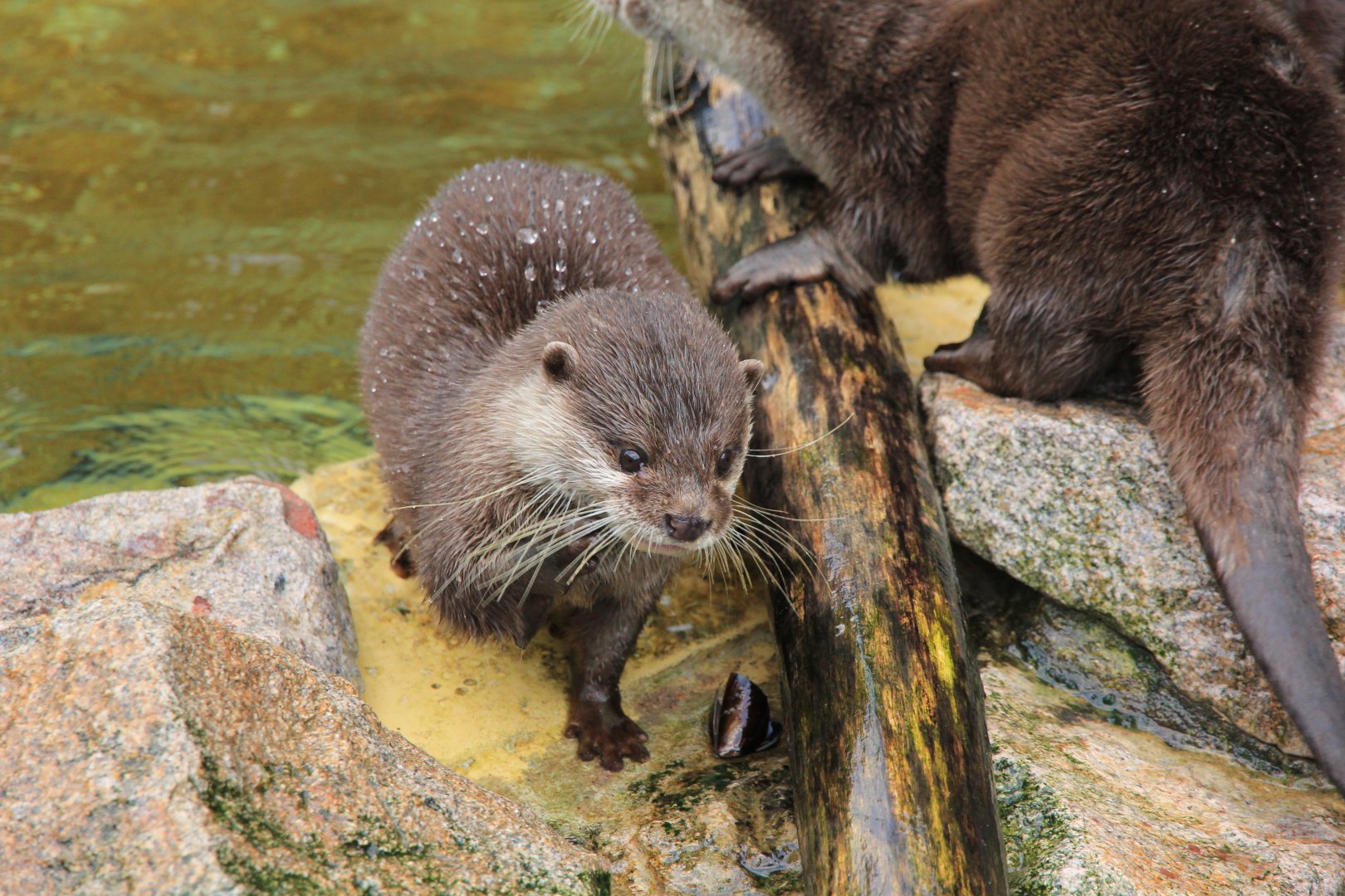 Asian Small-clawed Otter (January 2018)