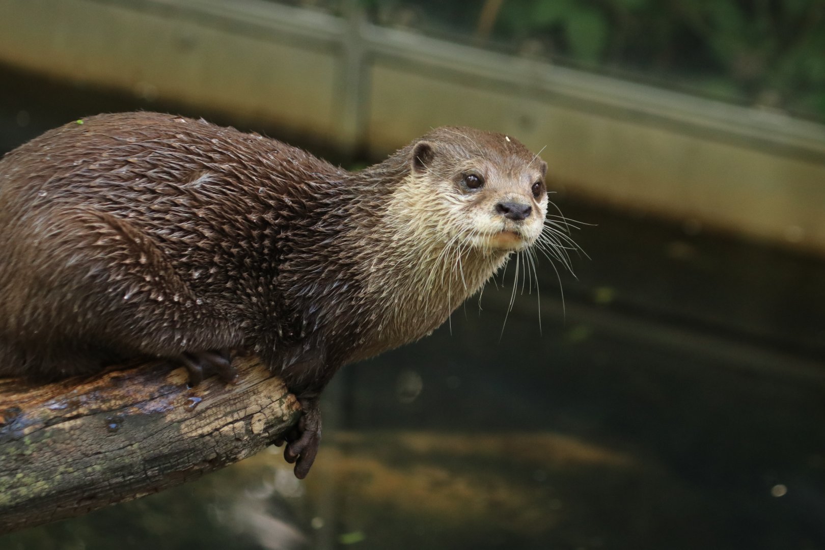 Asian small-clawed otter (June 2020)