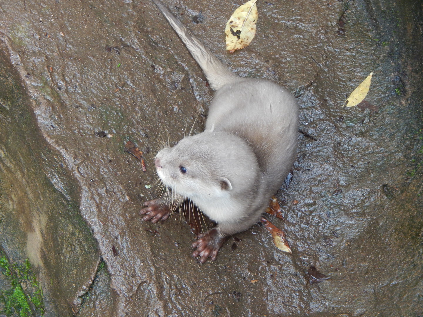 Asian small-clawed otter juvenile 051122