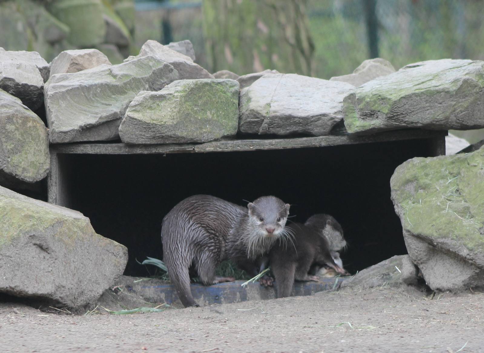 Asian small-clawed otter - mother and child