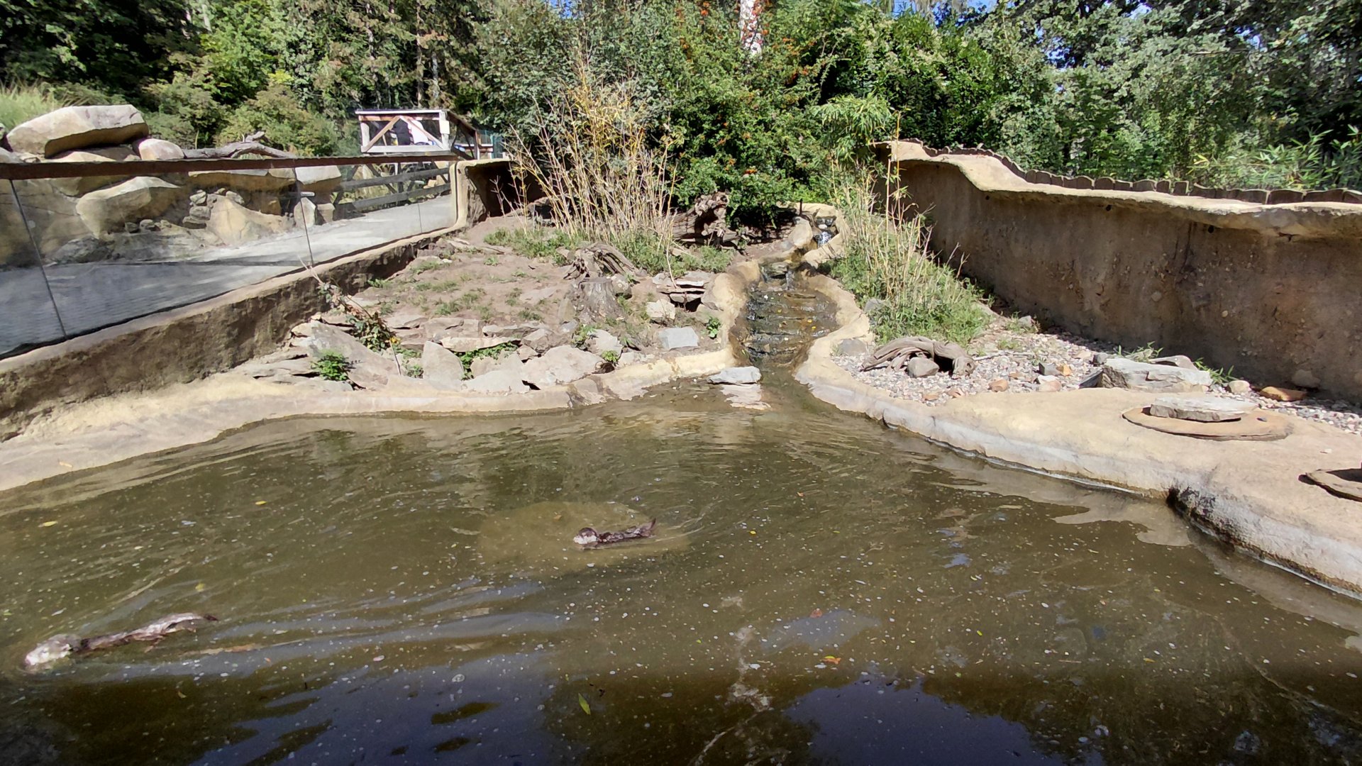 Asian small-clawed otter outdoor exhibit