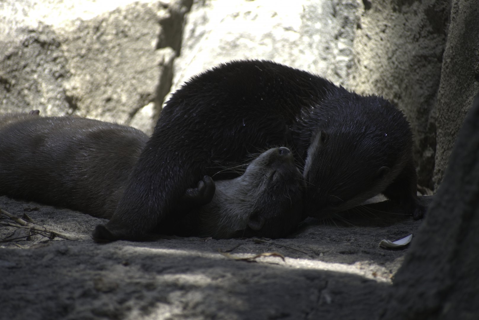 Asian Small Clawed Otter Playtime
