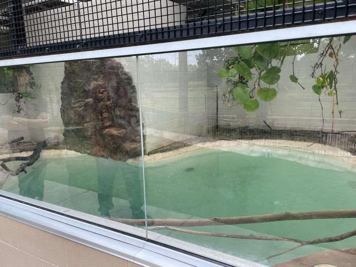 Asian Small Clawed Otter Pool