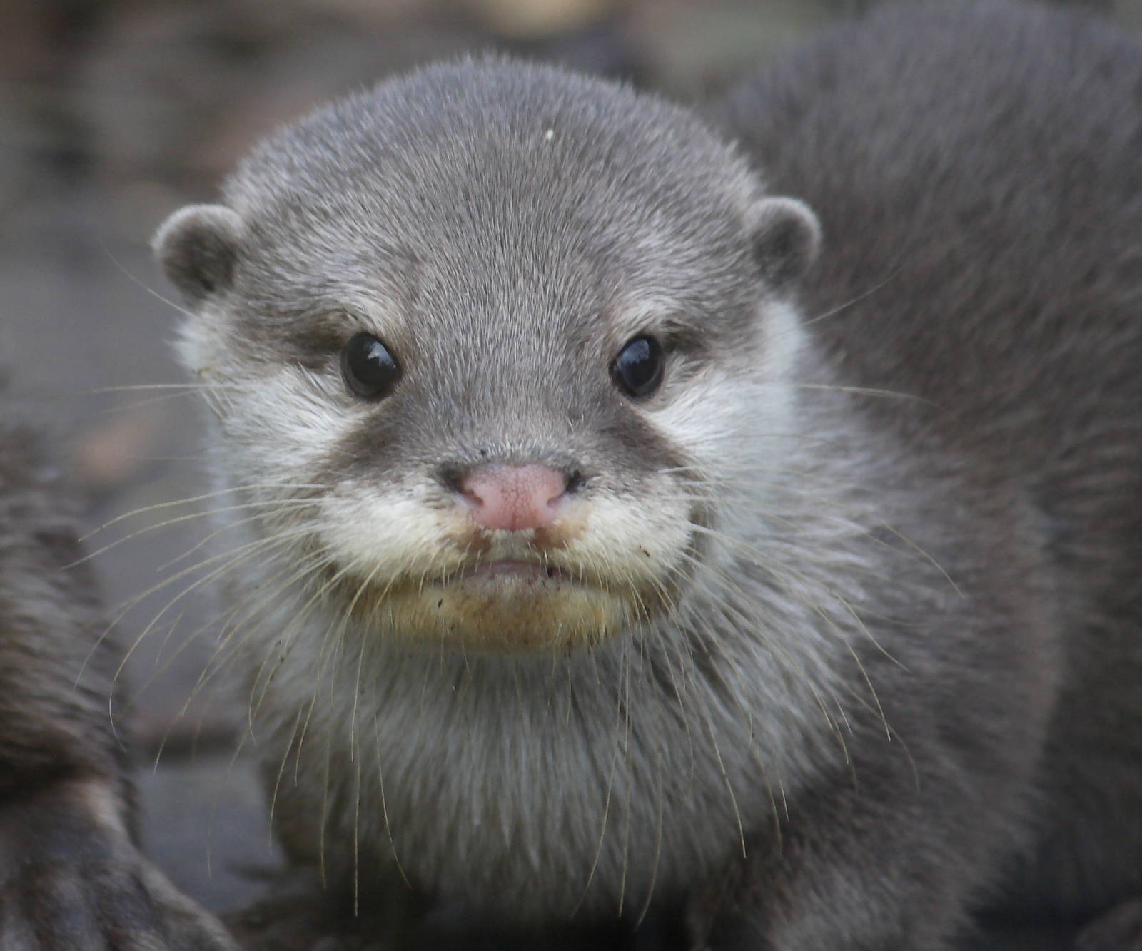 Asian small-clawed otter pup, 20/11/11