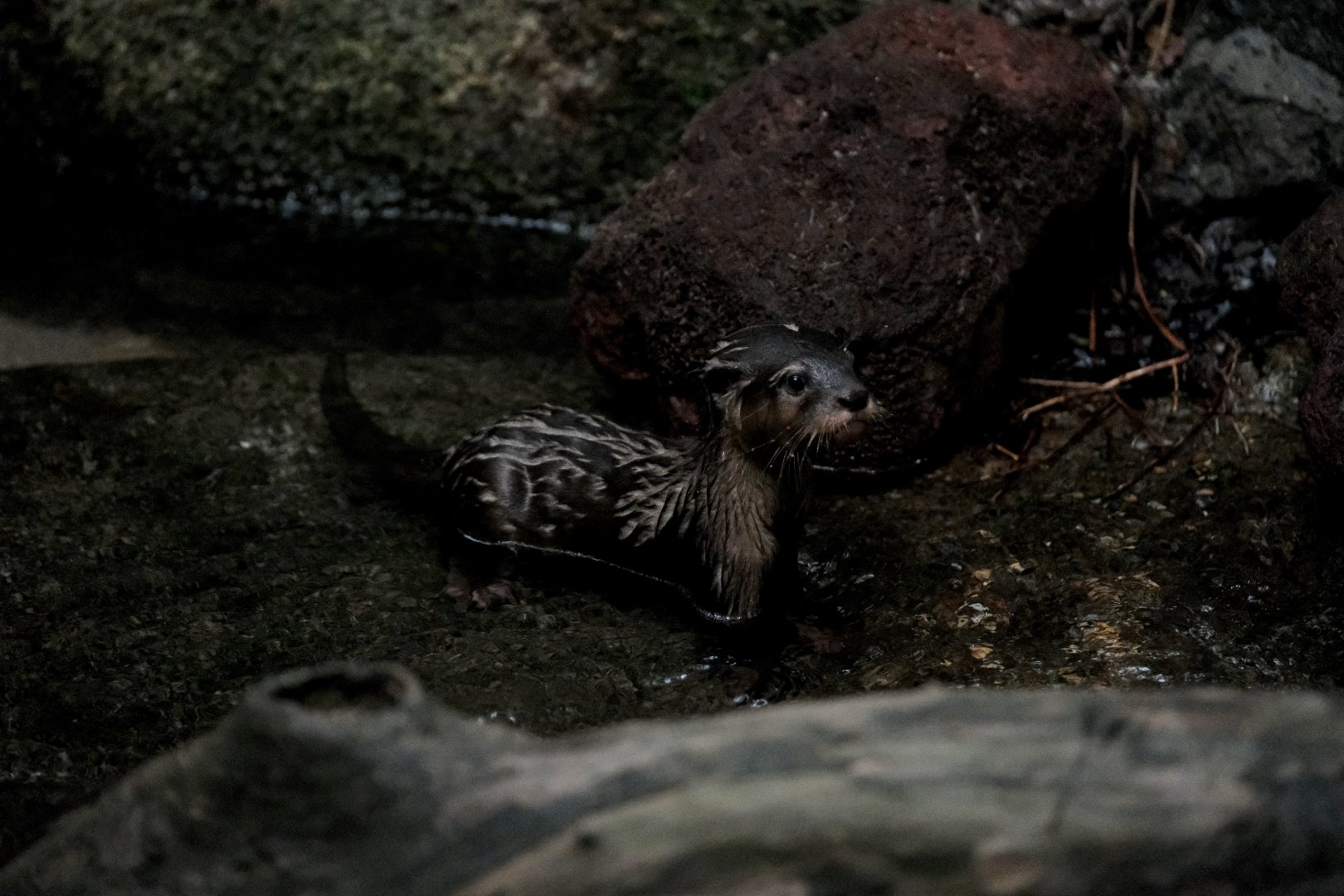 Asian Small-clawed Otter Pup (Aonyx cinereus)