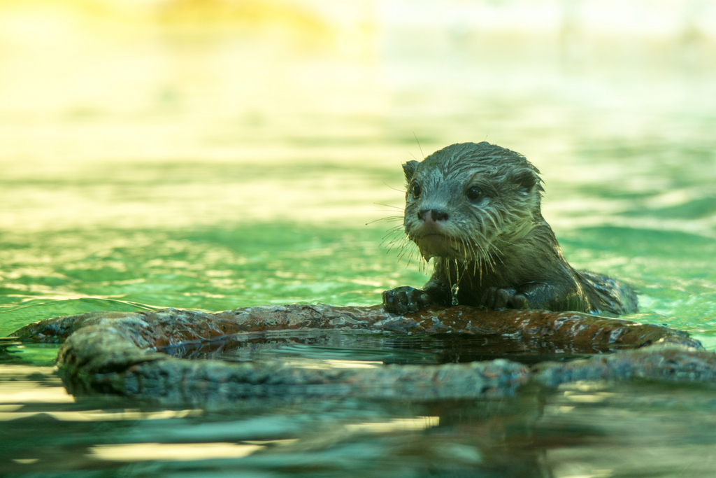 Asian Small Clawed Otter pup - Taronga Western Plains Zoo visit April 2014