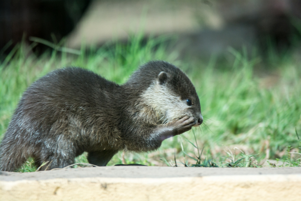 Asian Small Clawed Otter pup - Taronga Western Plains Zoo visit April 2014