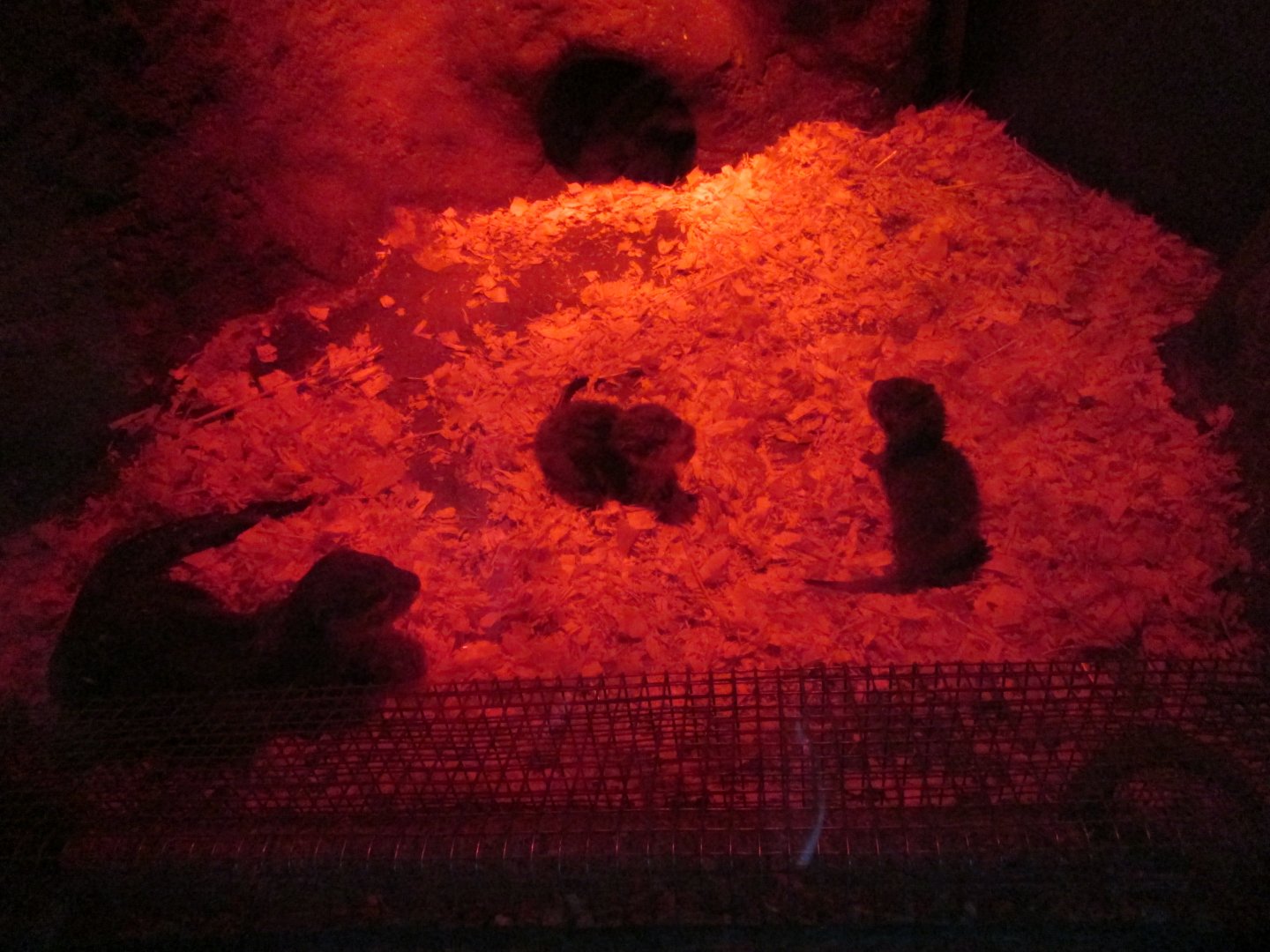 Asian small-clawed otter pups (Otter Holt)