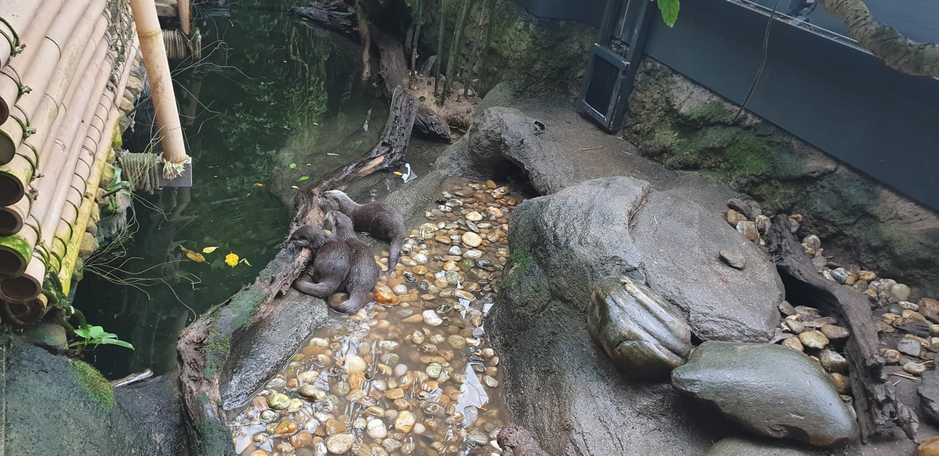 Asian small-clawed otter, Rainforest