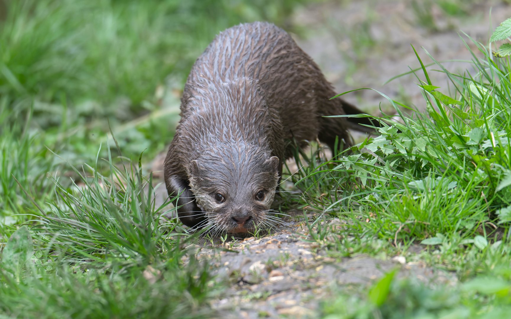 Asian small clawed otter, Shepreth, UK