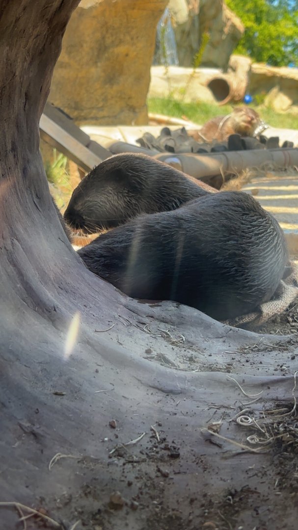 Asian Small Clawed Otter through a log
