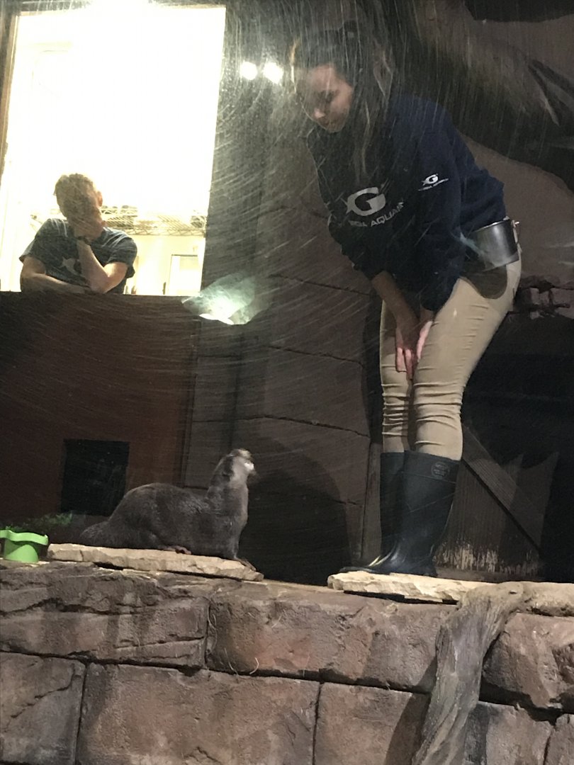 Asian small-clawed otter training