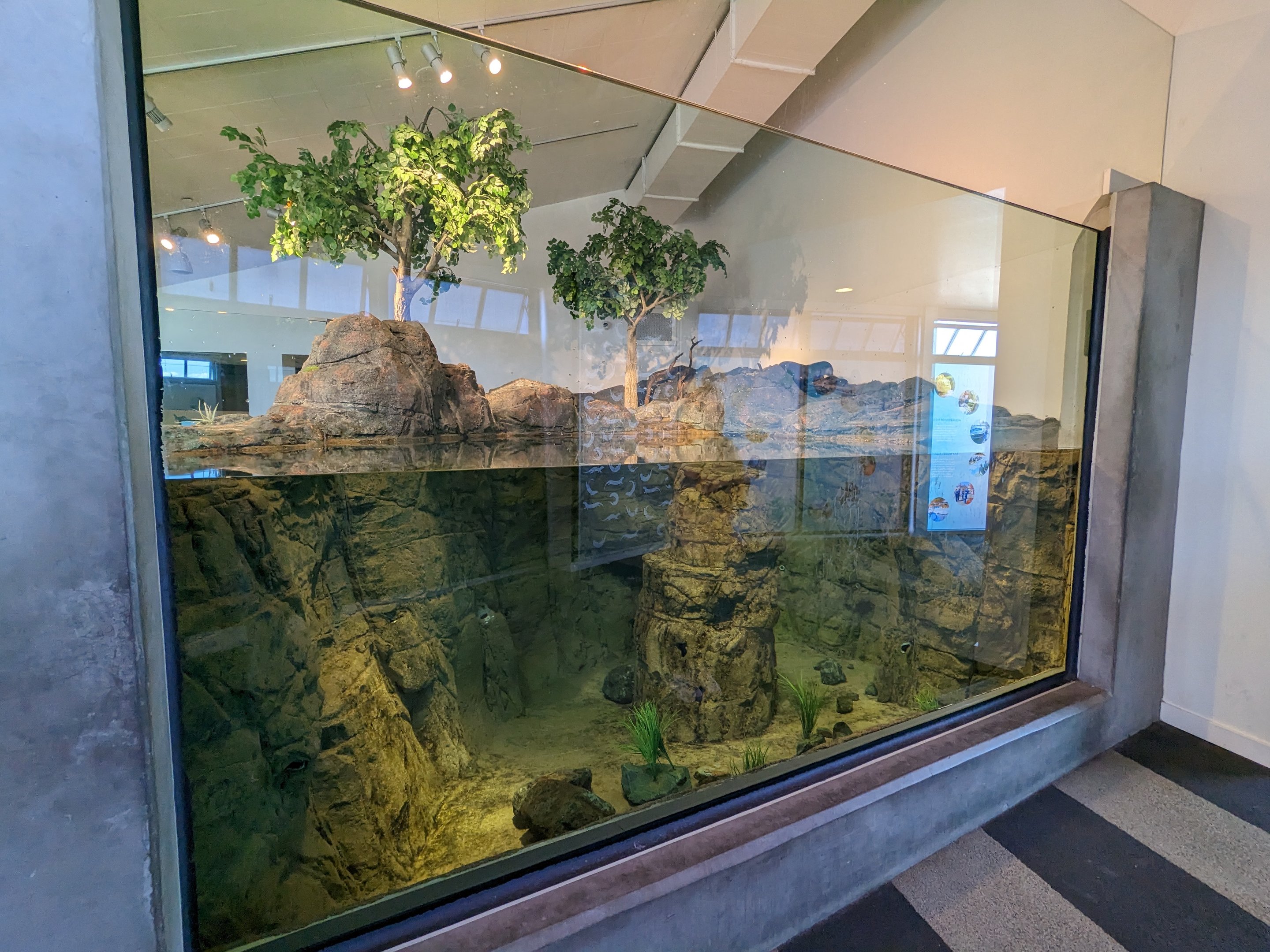Asian small clawed otter under-water viewing