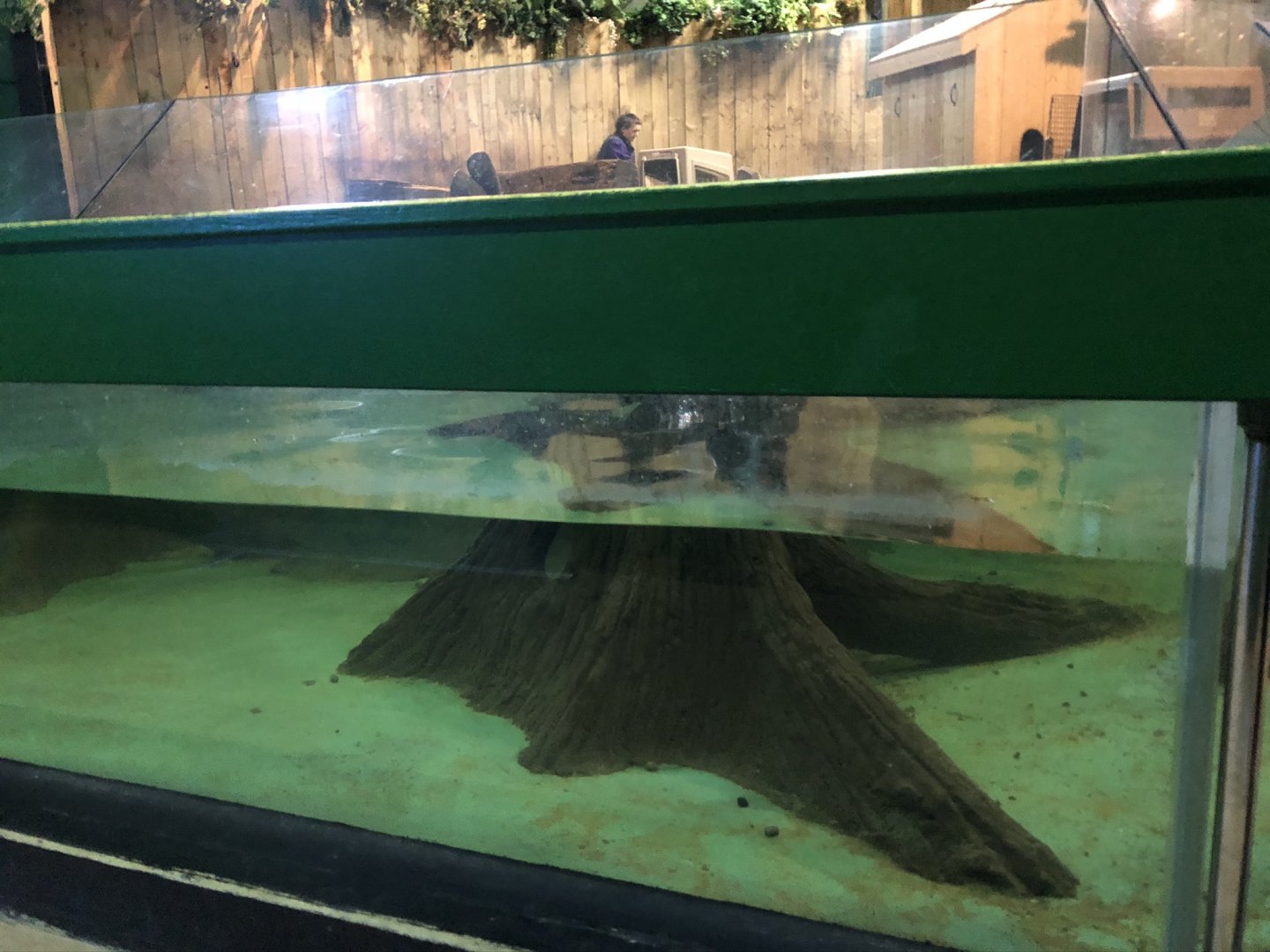 Asian Small-clawed Otter Underwater Viewing Window at Tynemouth Aquarium (2019)
