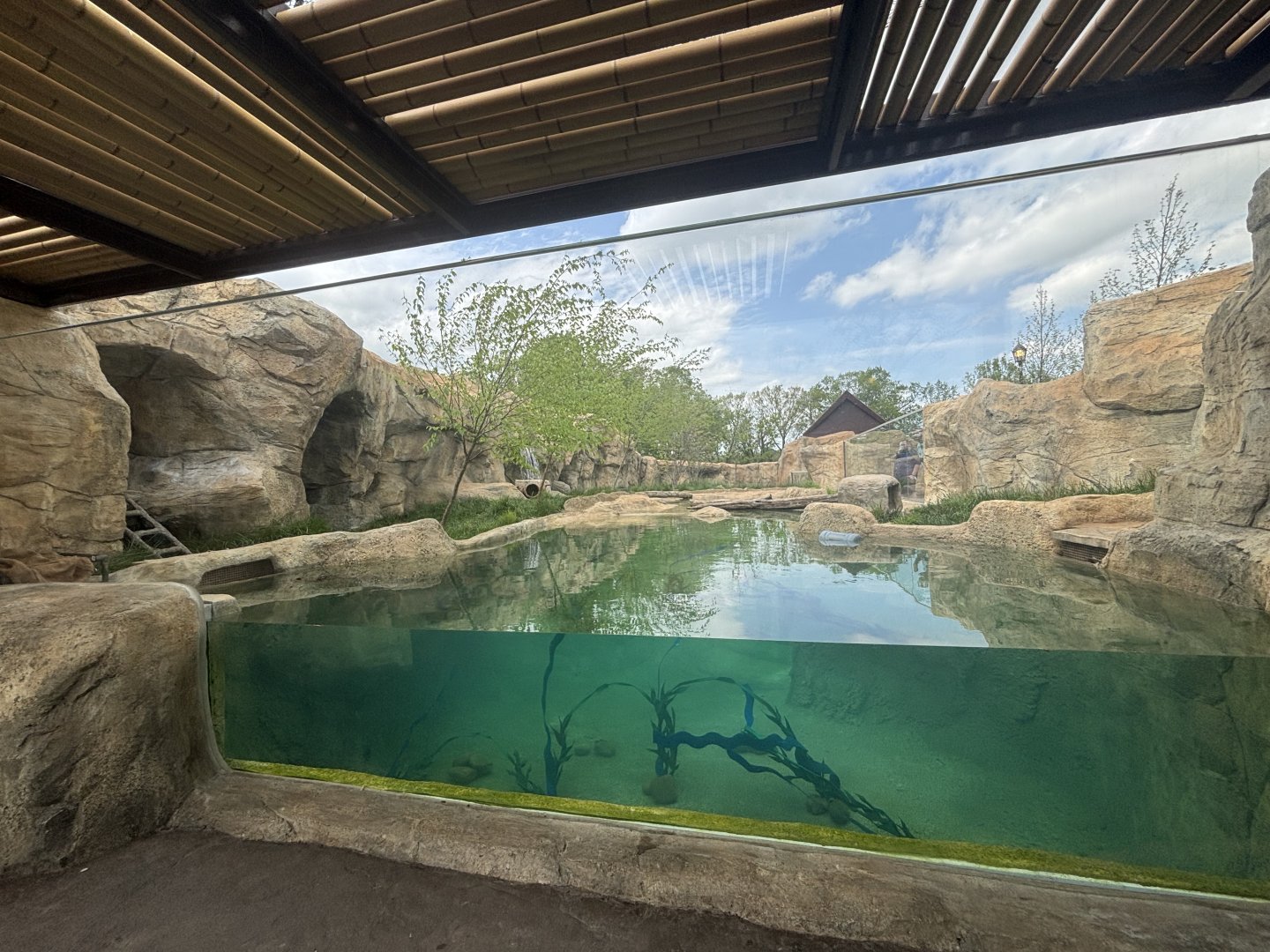 Asian Small Clawed Otter Underwater Viewing
