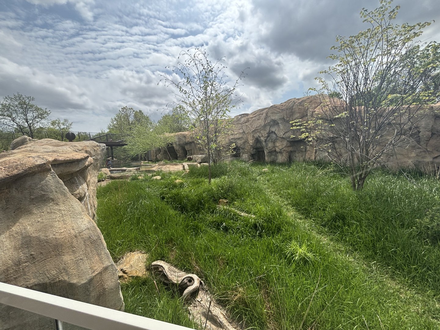 Asian Small Clawed Otter Viewing/Exhibit