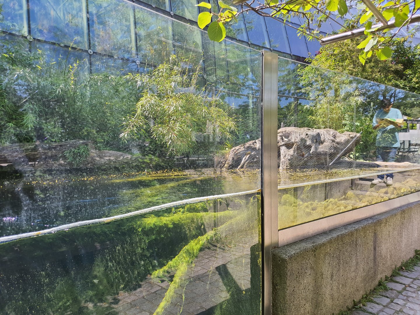 Asian small-clawed otter viewing gallery- Tiergarten Schönbrunn
