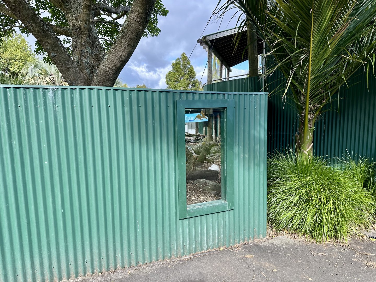 Asian Small-clawed Otter Viewing Window