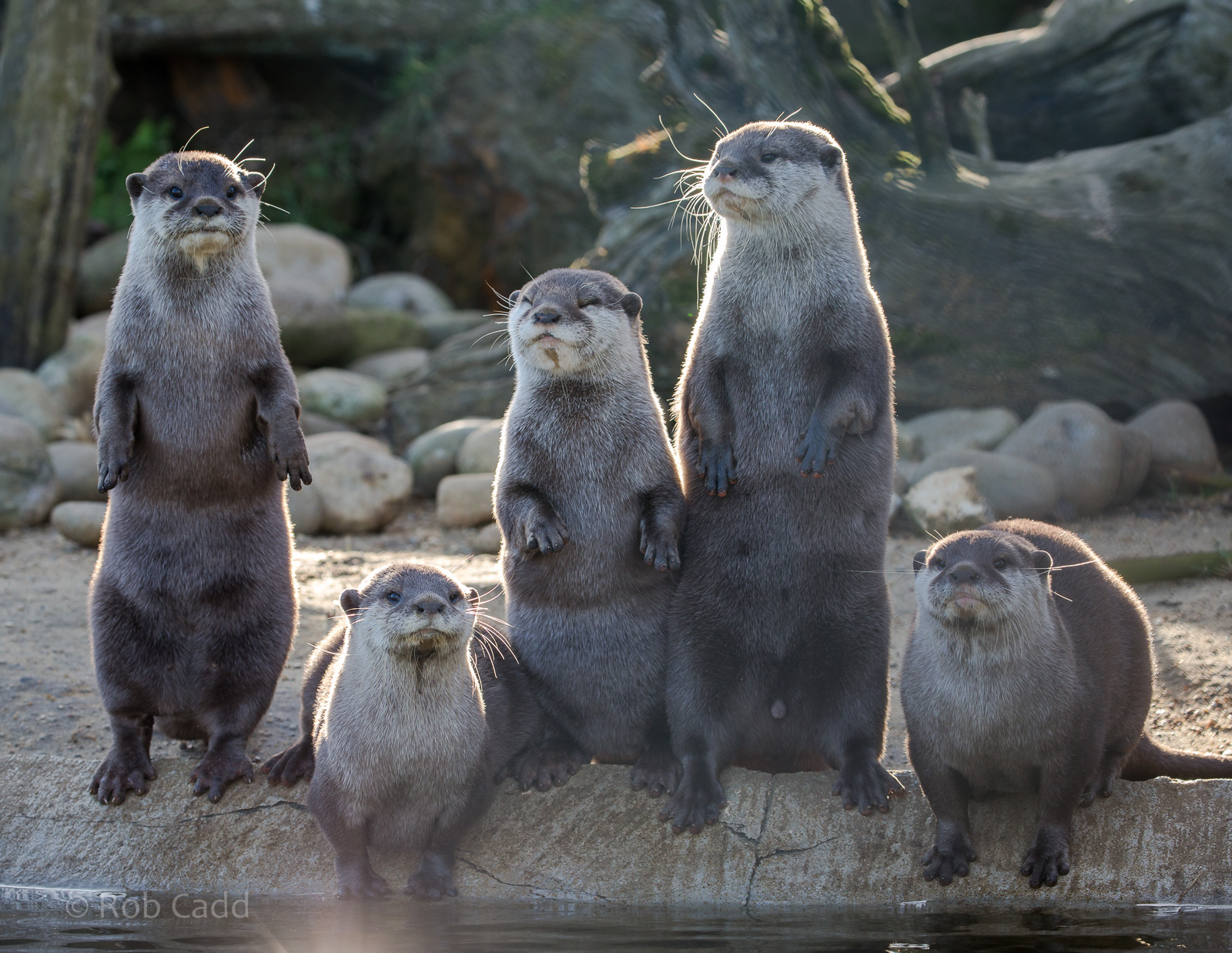 Asian small-clawed otter : Whipsnade : 14 Mar 2016