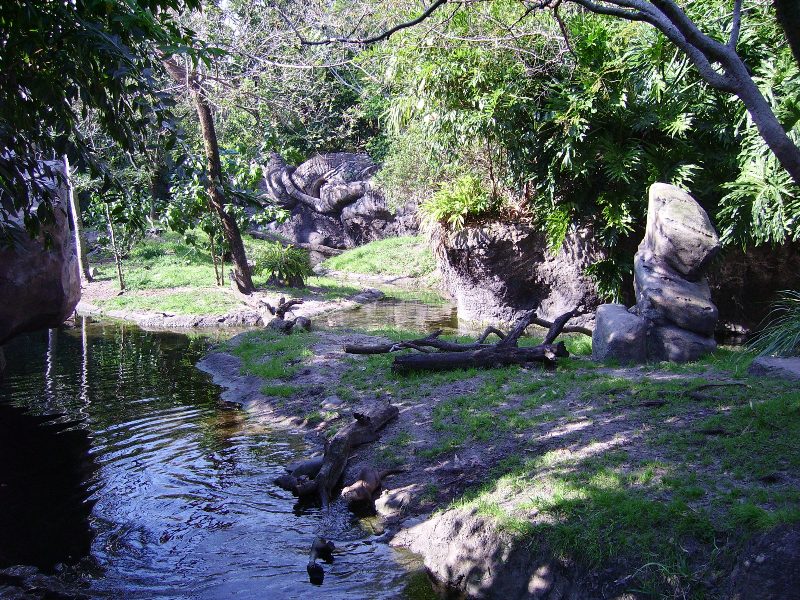 Asian Small Clawed Otter Yard