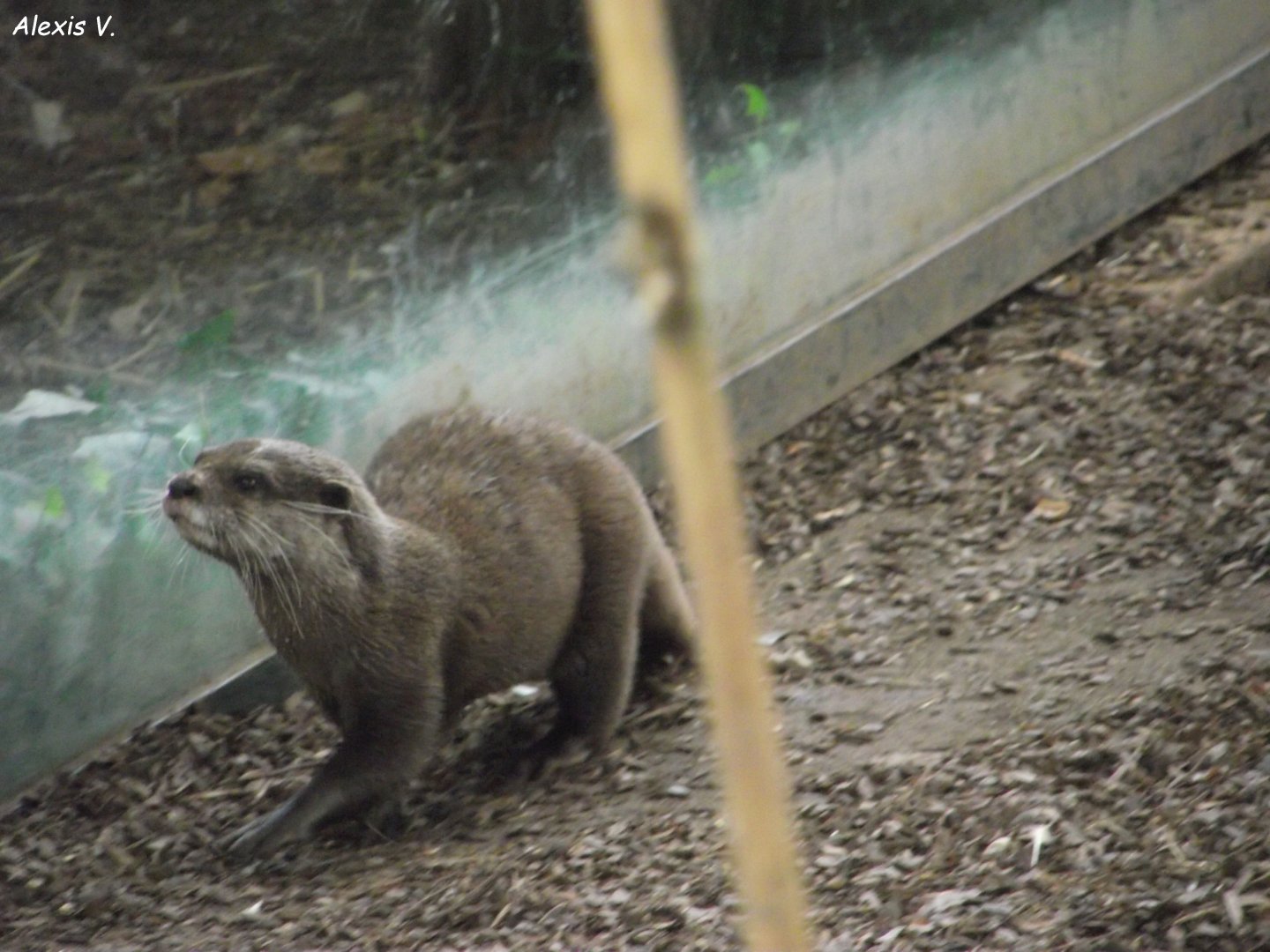Asian Small-clawed Otter - Zooparc de Beauval - 12/04/2025