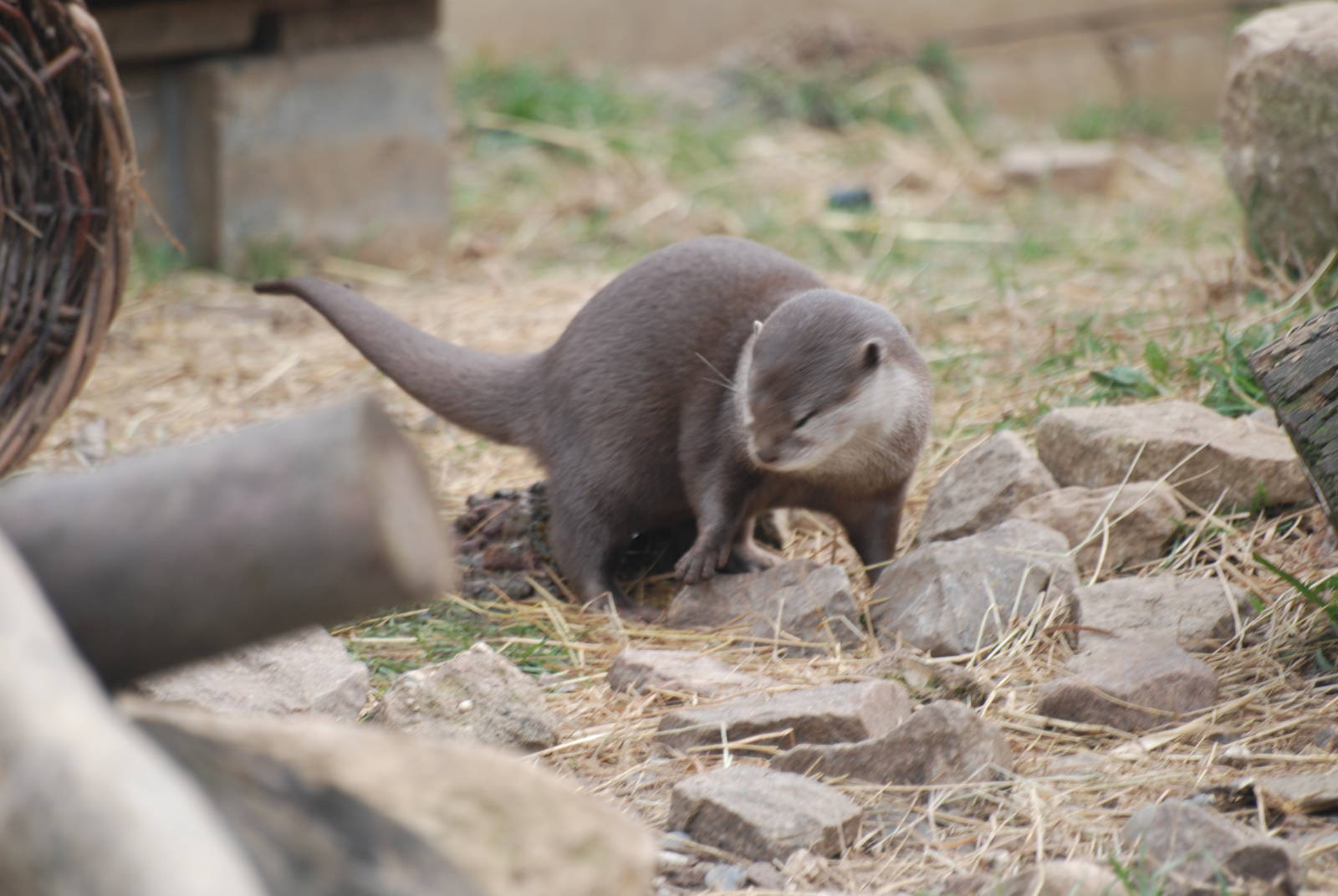 Asian small-clawed otter