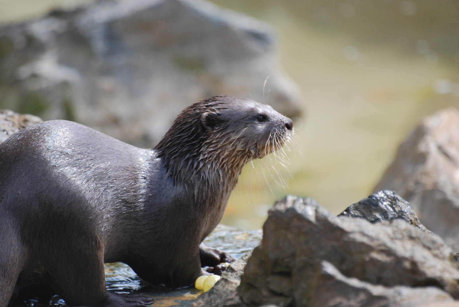 Asian small-clawed otter