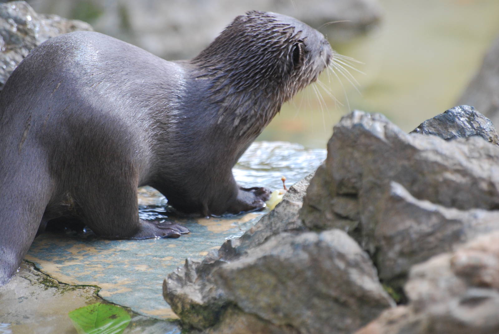 Asian small-clawed otter