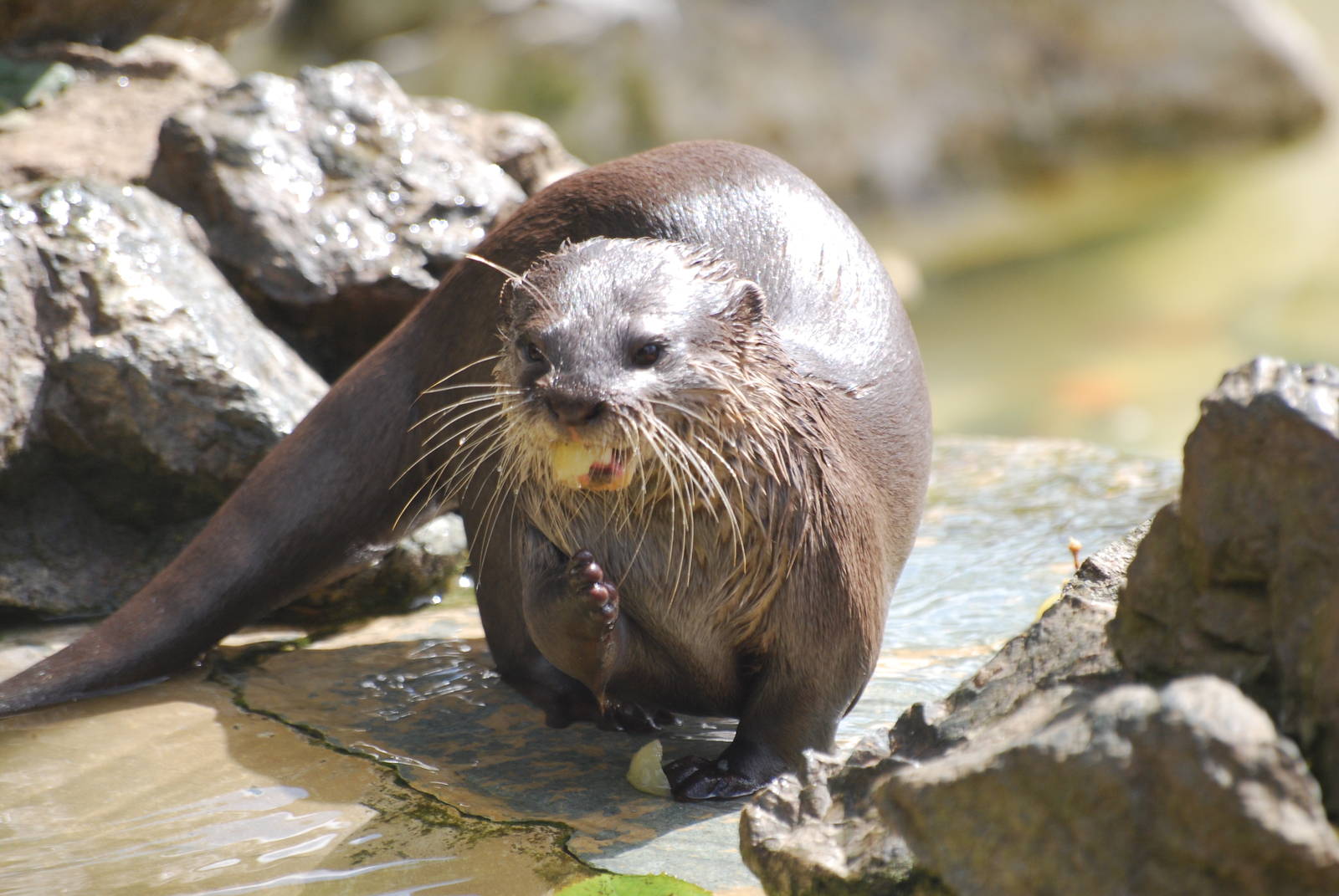 Asian small-clawed otter