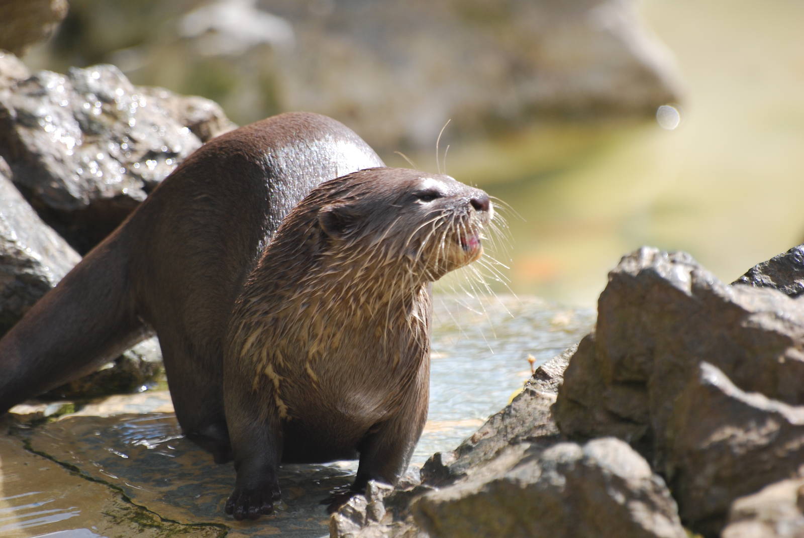 Asian small-clawed otter