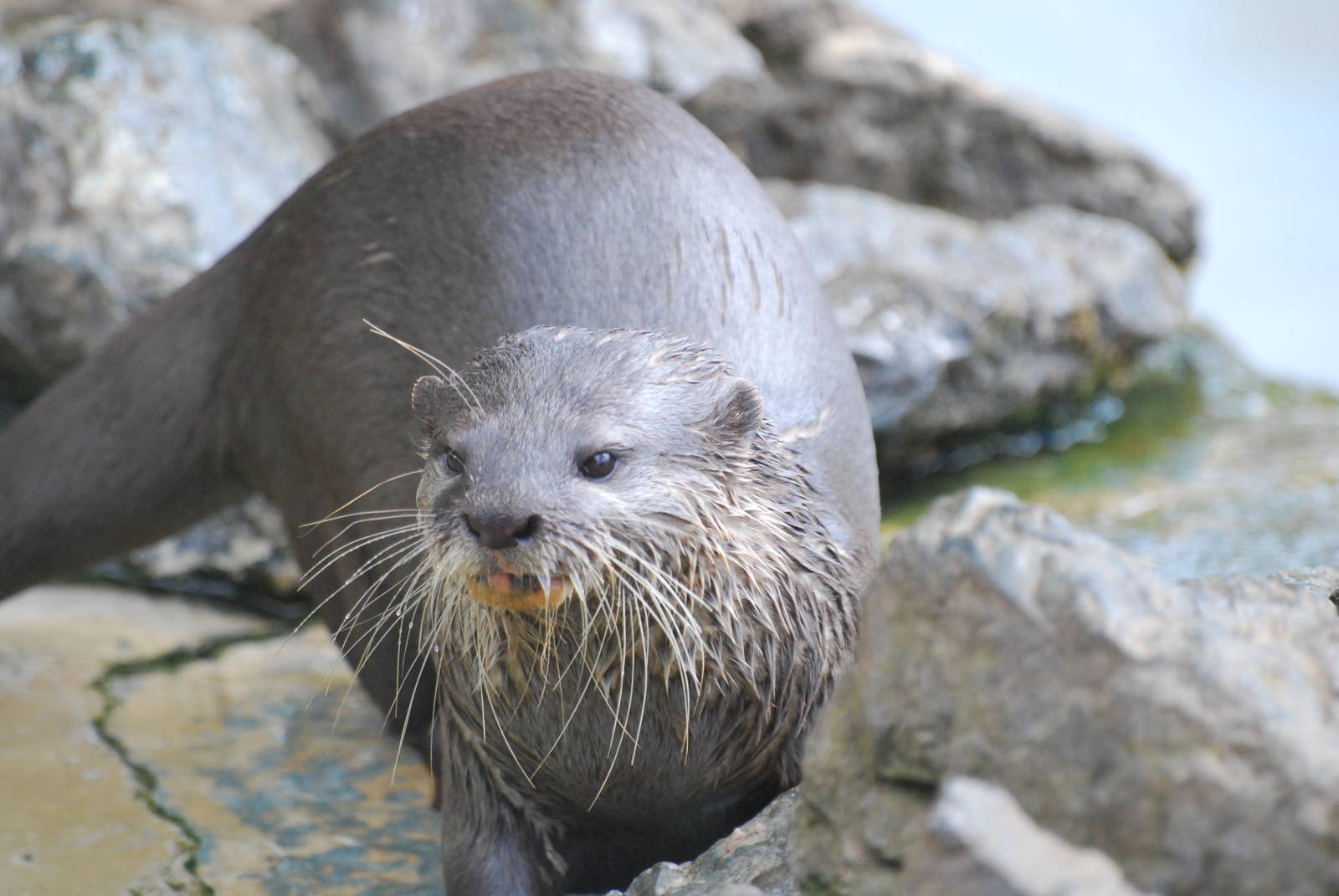 Asian small-clawed otter
