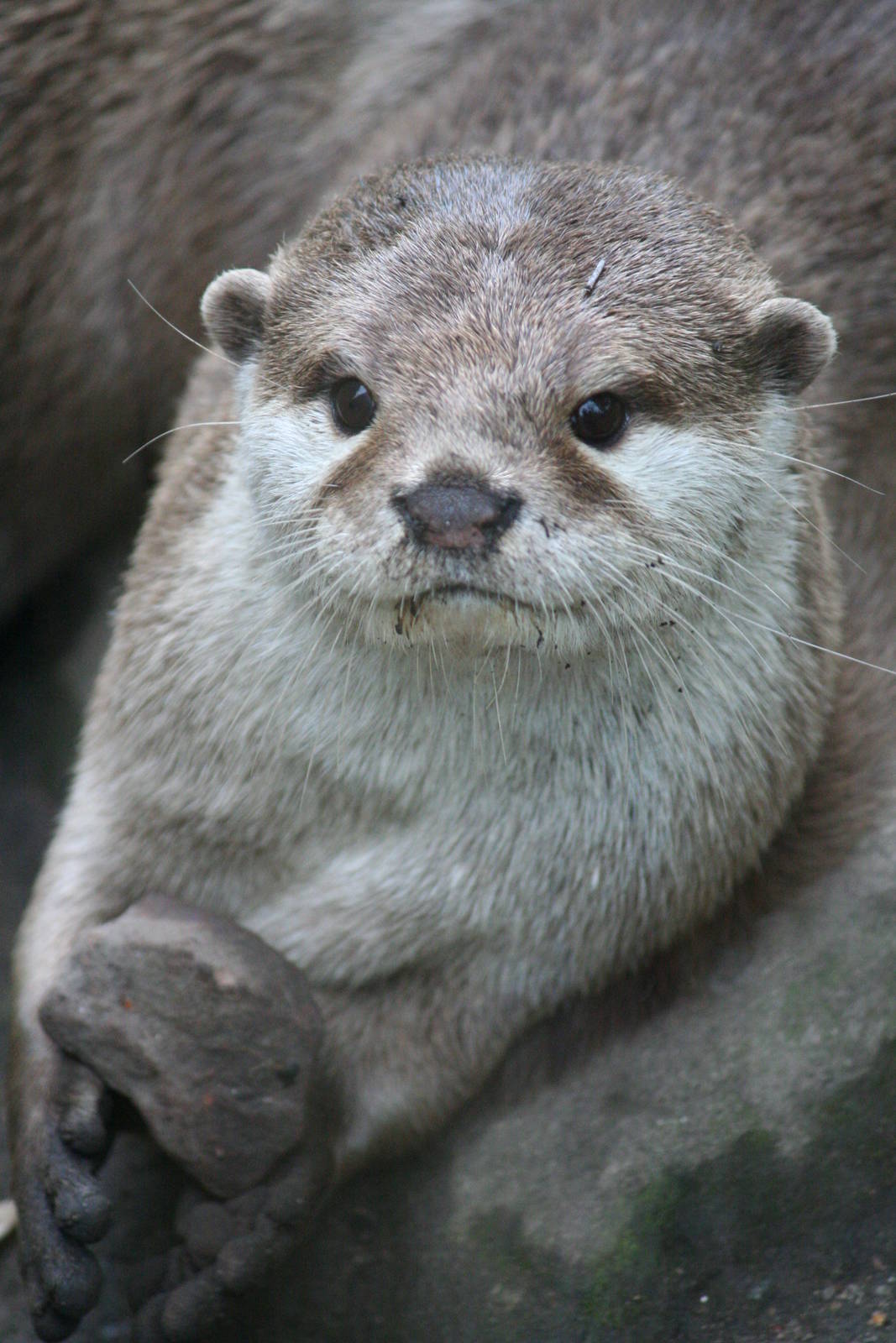 Asian Small-clawed Otter